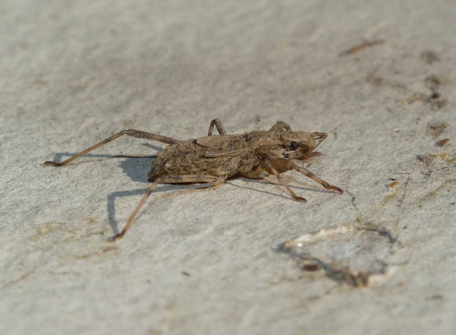 Oncocephalus pilicornis